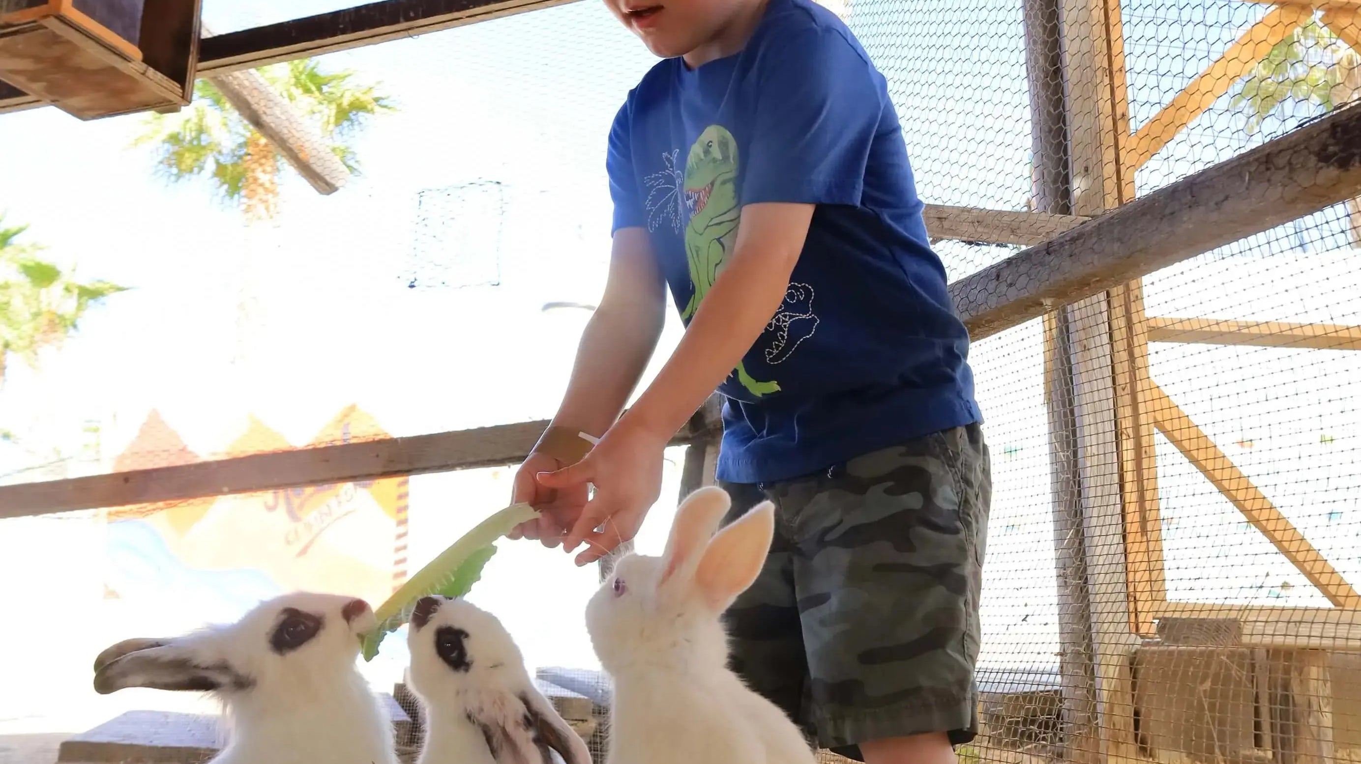 A young boy feeds leafy greens to a group of white rabbits in the petting enclosure at the Wild Canyon Animal Sanctuary in Los Cabos
