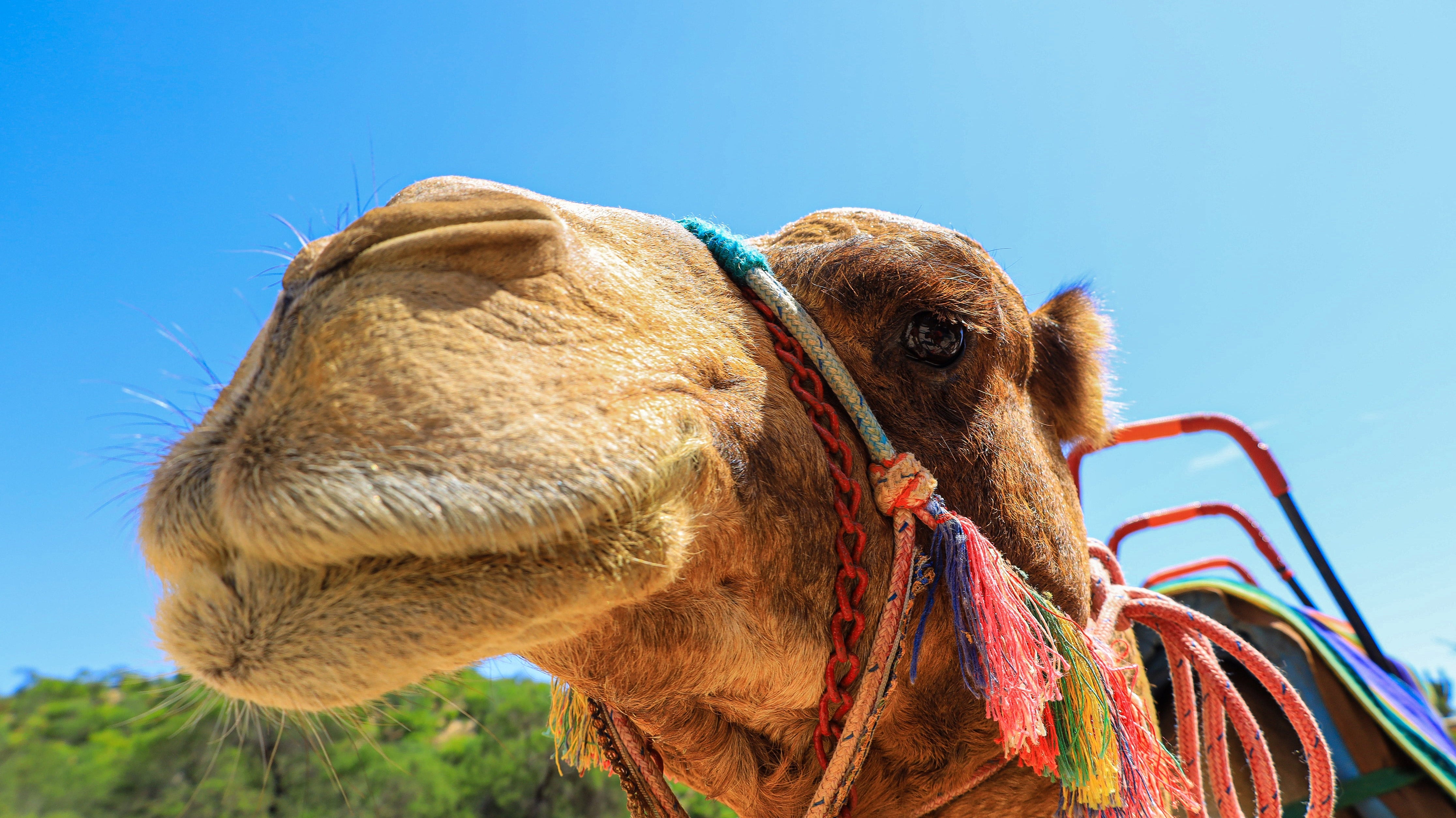 Discover the Most Thrilling Activities in Los Cabos