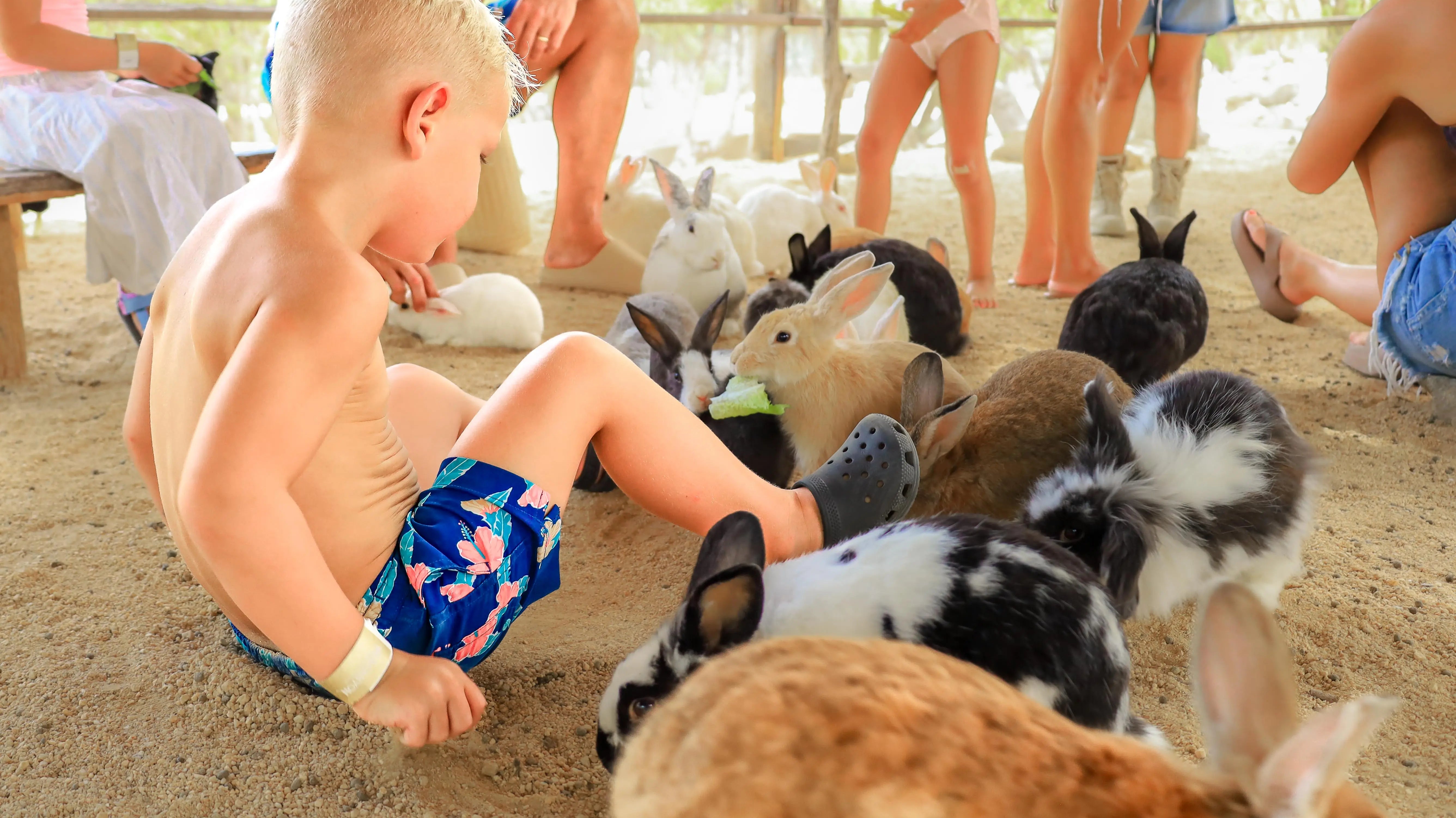 Ethical Animal Encounters in Los Cabos: What to Look for and What to Avoid