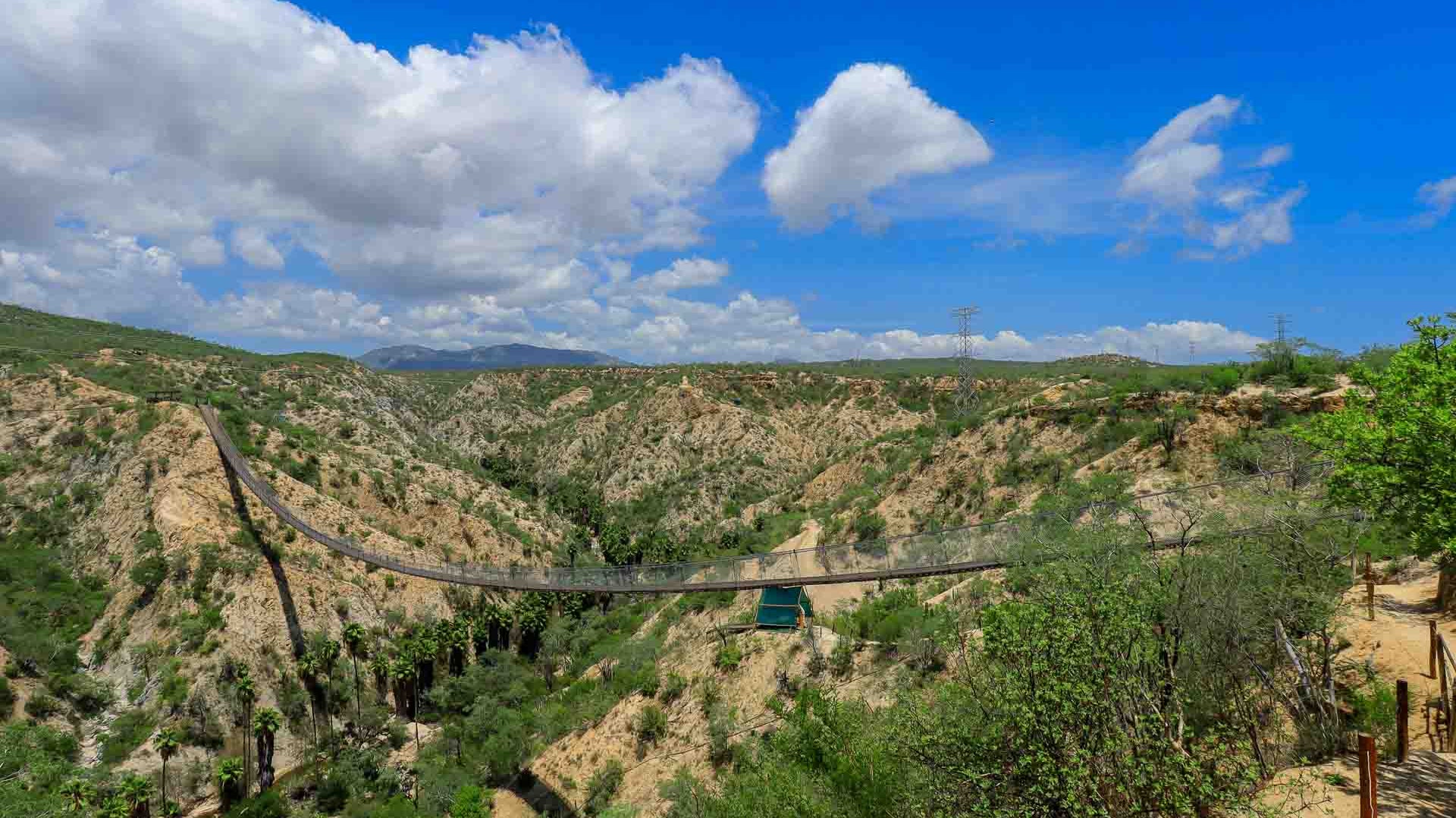 The Wild Canyon canyon spanned by a long suspension bridge, with green desert scrub, palm trees, and mountains behind, in Los Cabos