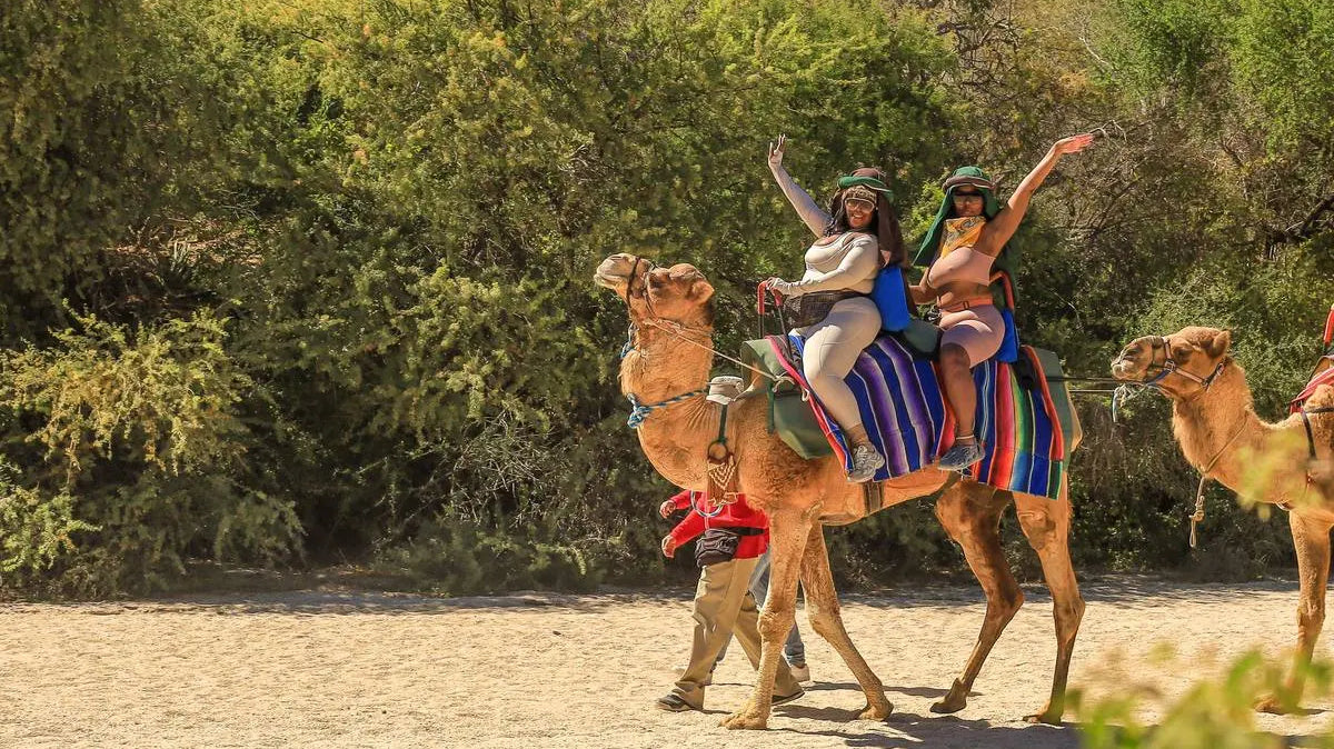 Camel Ride in Cabo San Lucas: What's Included at Wild Canyon