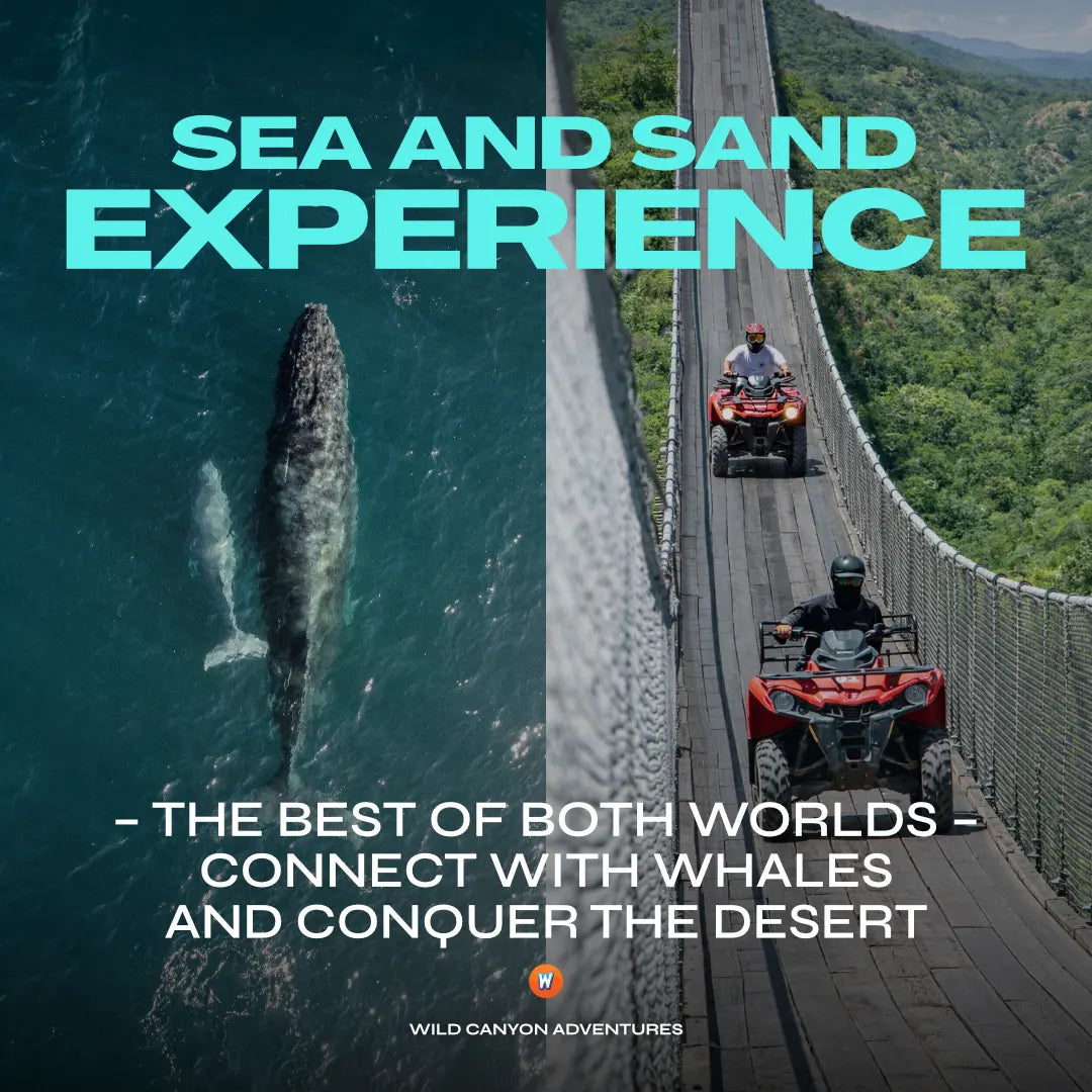 Sea and Sand Experience – Whale Watching + Desert Adventure in Los Cabos Wild Canyon Adventures