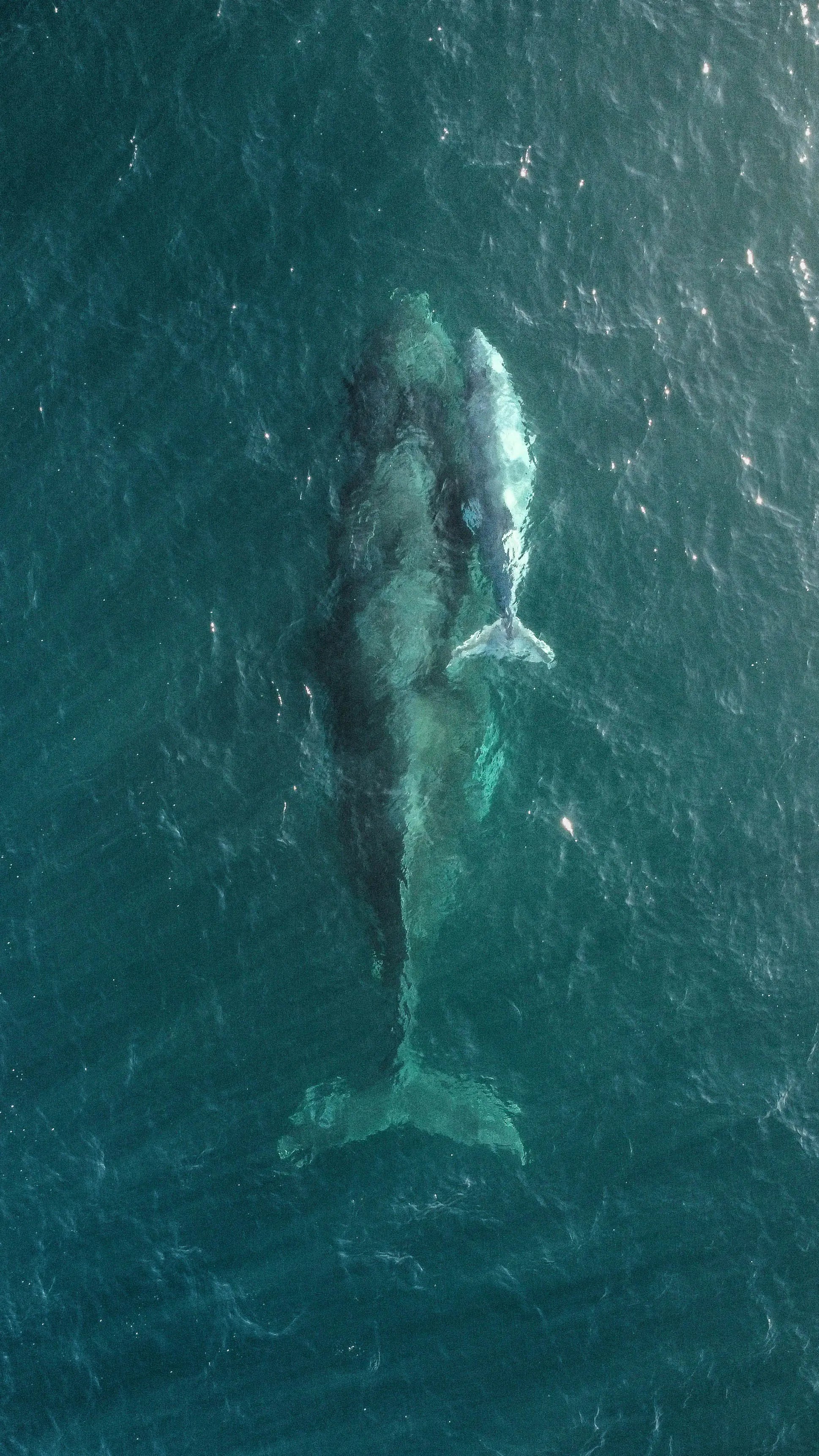 Sea and Sand Experience – Whale Watching + Desert Adventure in Los Cabos Wild Canyon Adventures