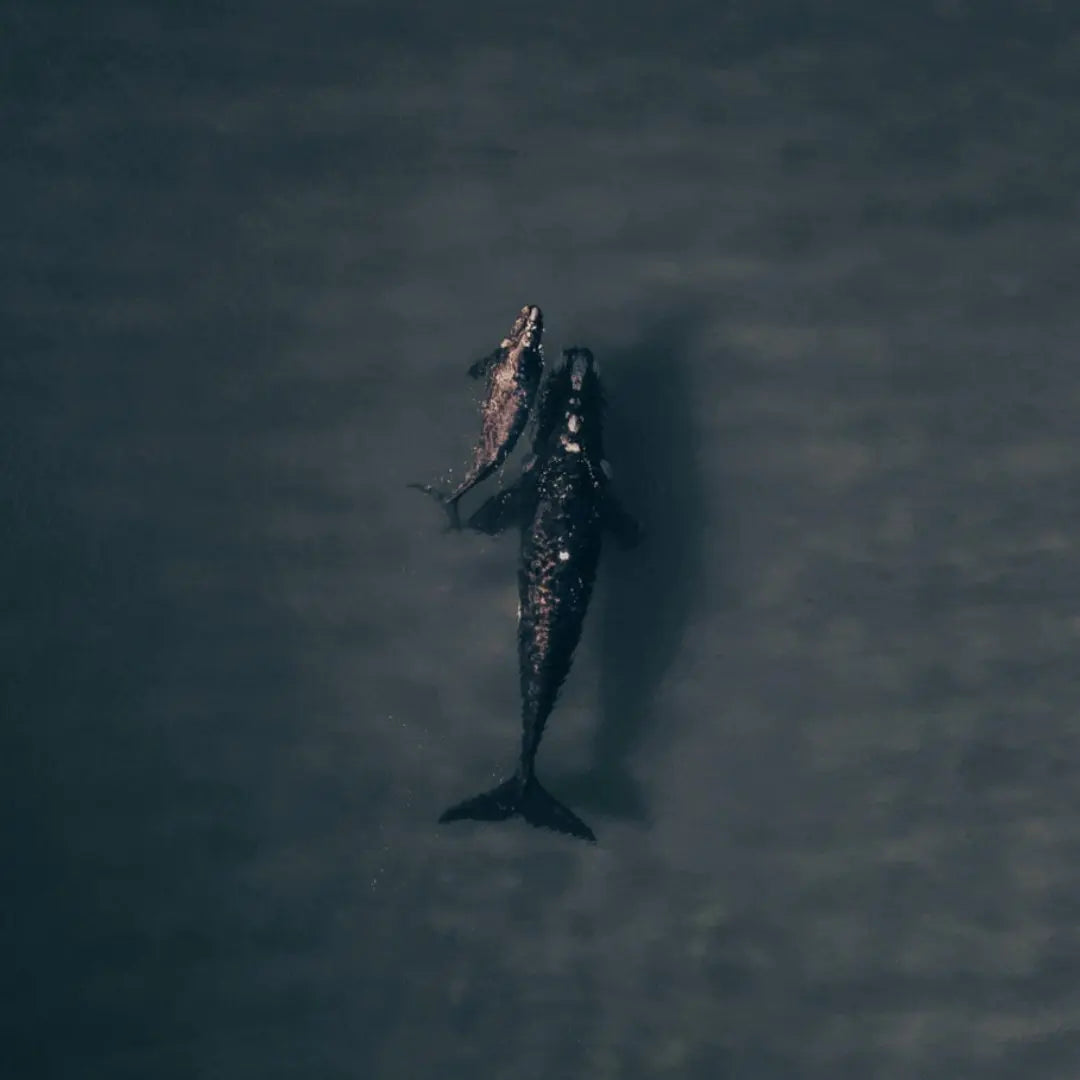 Shared Whale Watching Sailboat Tour – SJD Pursuit of Cortez