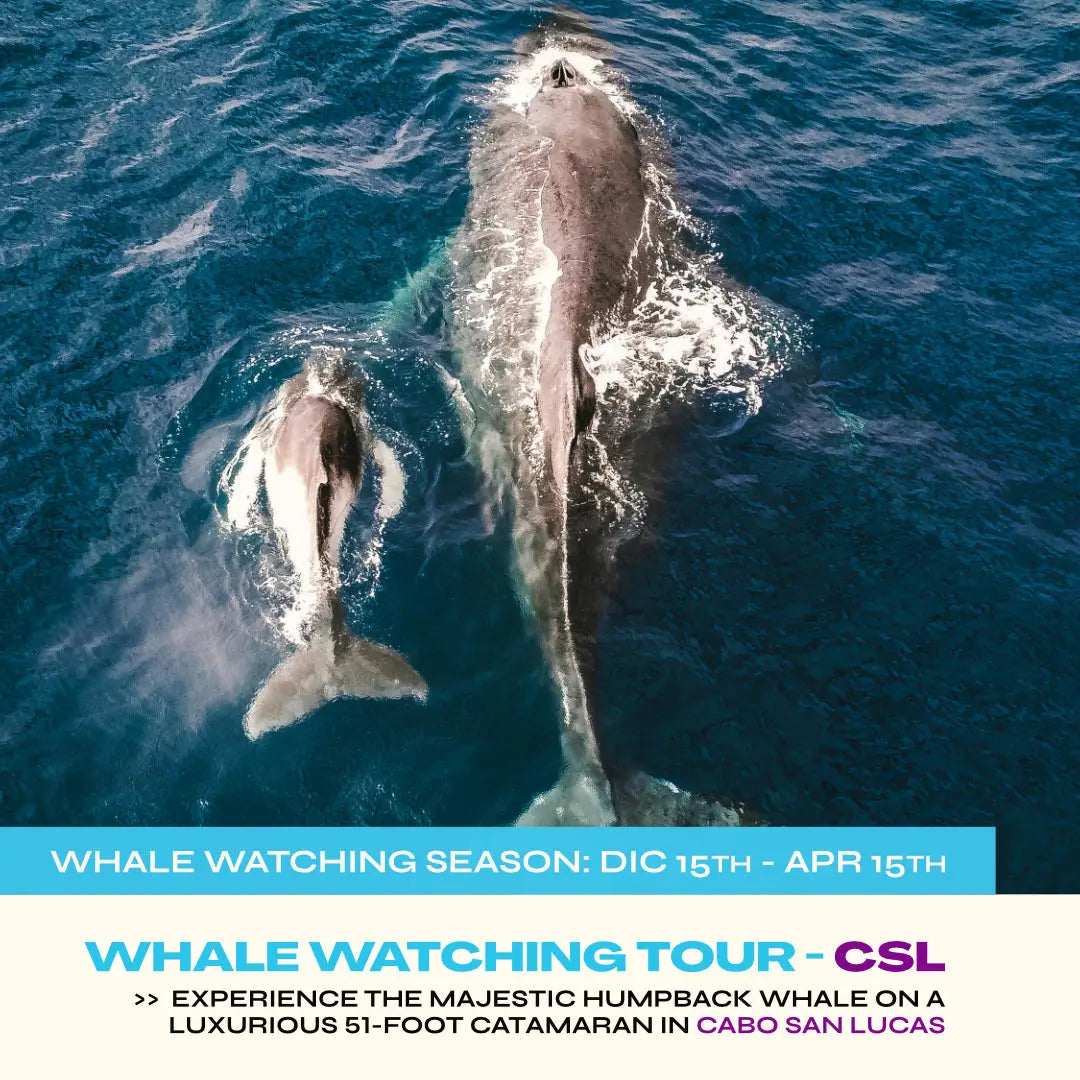 Shared Whale Watching Catamaran Tour – CSL Pursuit of Cortez