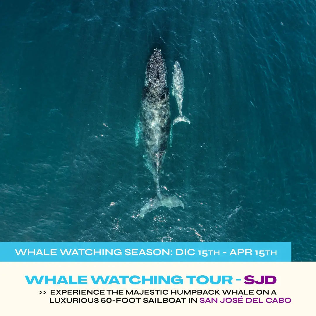 Shared Whale Watching Sailboat Tour – SJD Pursuit of Cortez