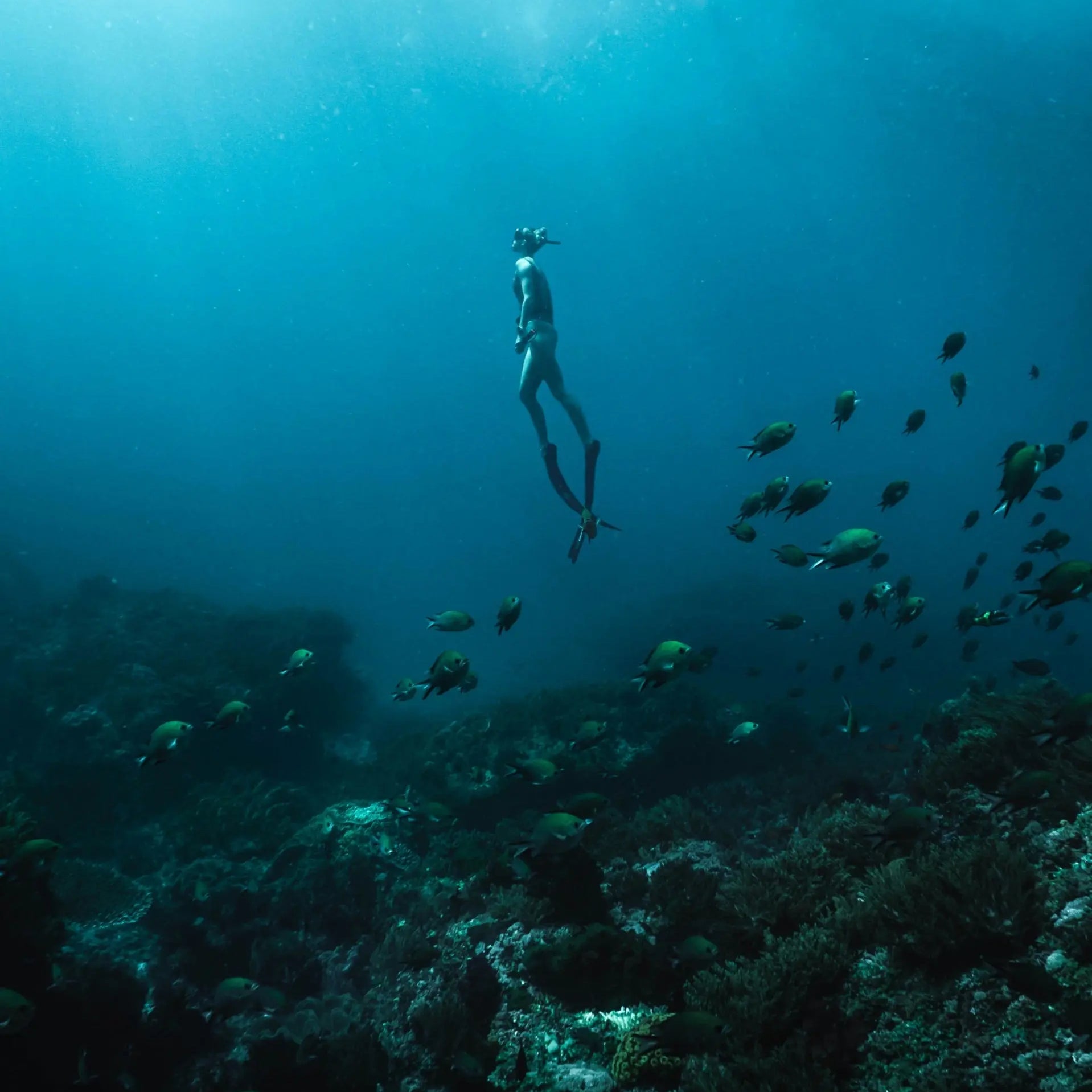 Freediver descending toward a sunlit coral reef on a Pelican Cabo freediving expedition