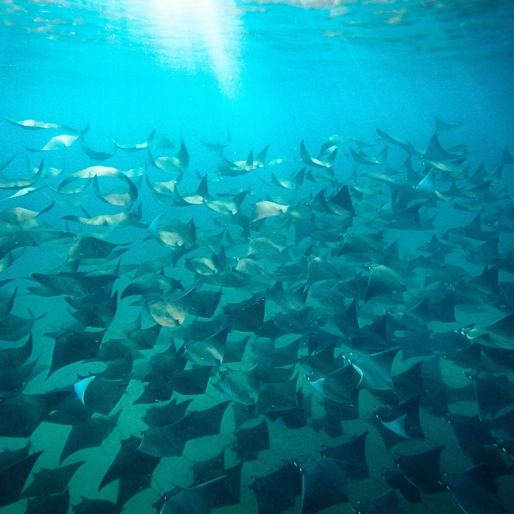 School of mobula rays gliding underwater on a pelagic snorkel expedition from San José del Cabo