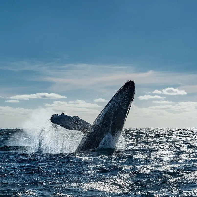 Morning Sailing & Whale Watching - Private Sailboat in San José Del Cabo Pursuit of Cortez