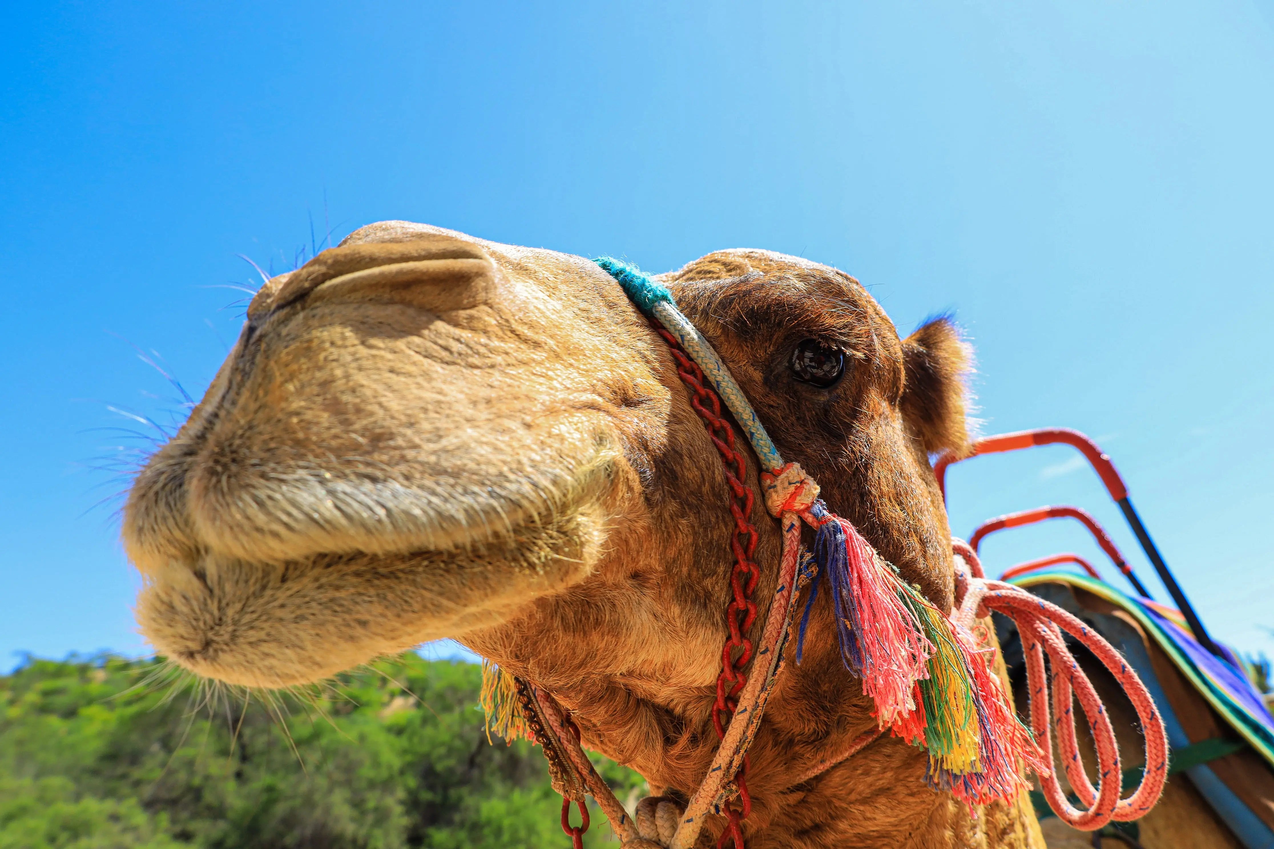 Discover the Most Thrilling Activities in Los Cabos Wild Canyon Adventures