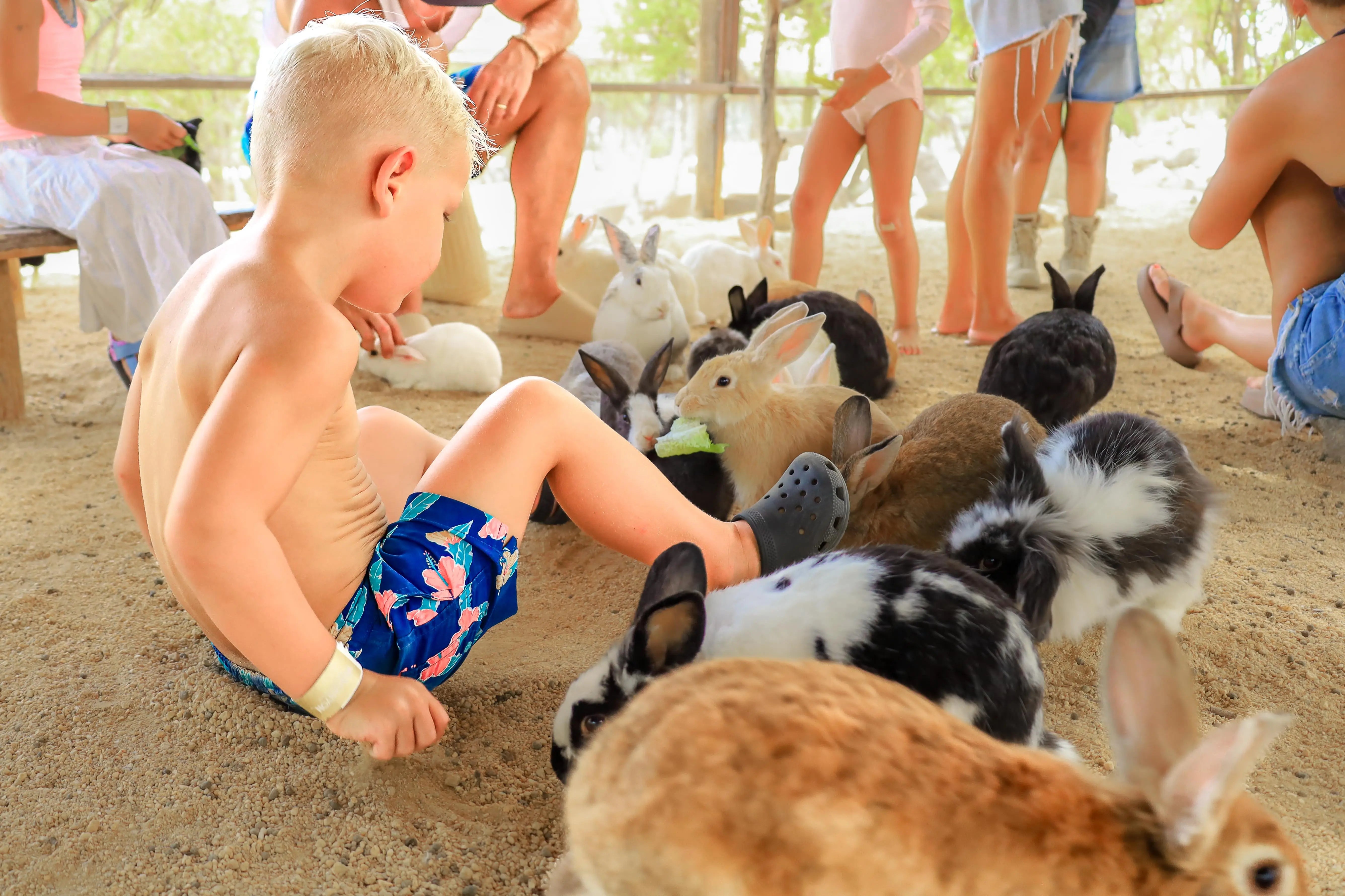 Ethical Animal Encounters in Los Cabos: What to Look for and What to Avoid