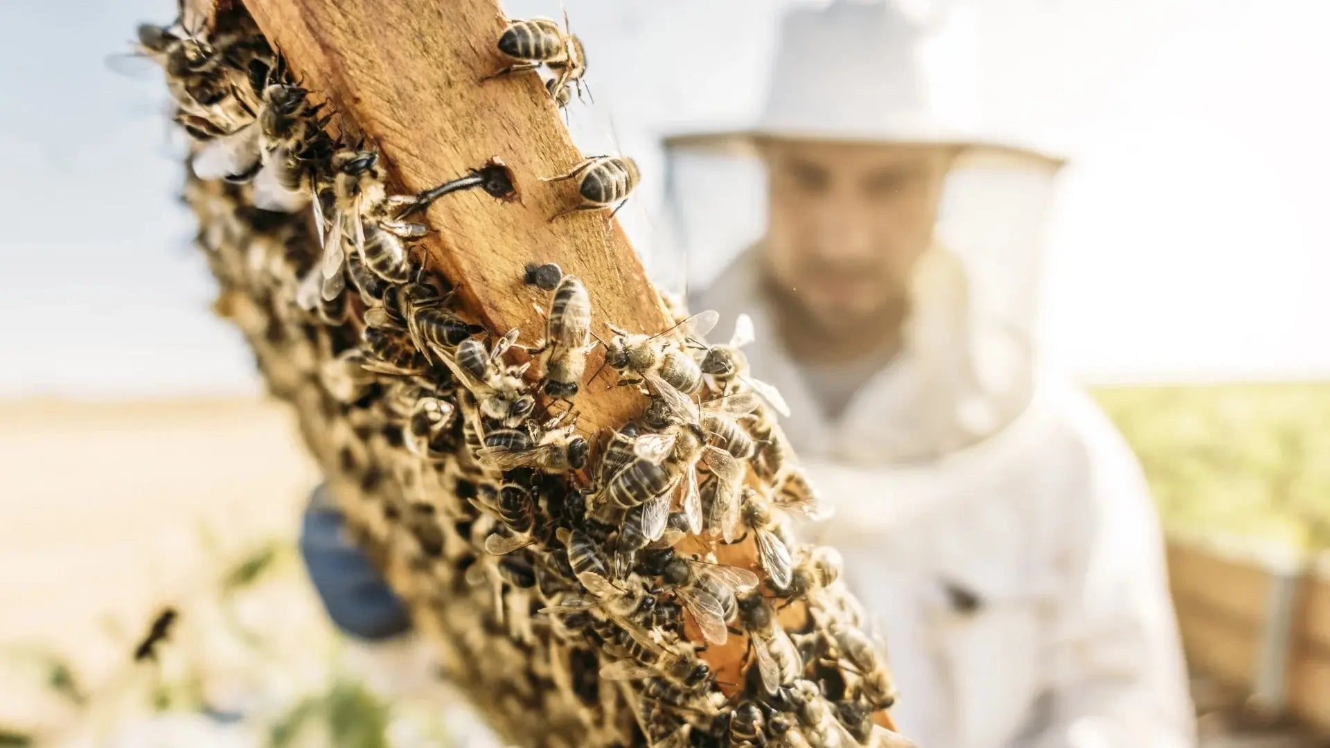 🐝  Bee Wild: Wild Canyon’s Commitment to Sustainability in Los Cabos Wild Canyon Adventures