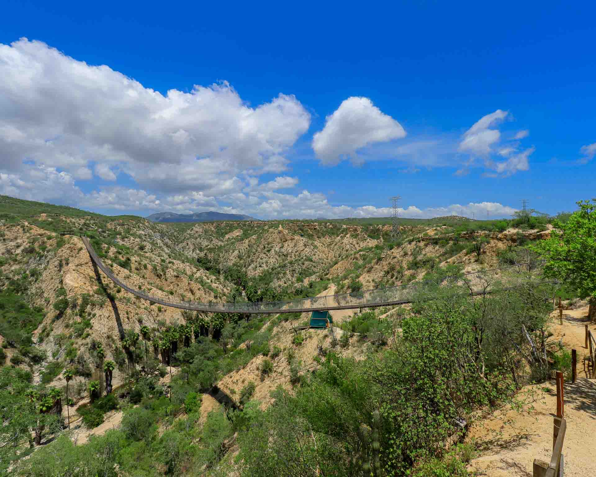 The Wild Canyon canyon spanned by a long suspension bridge, with green desert scrub, palm trees, and mountains behind, in Los Cabos