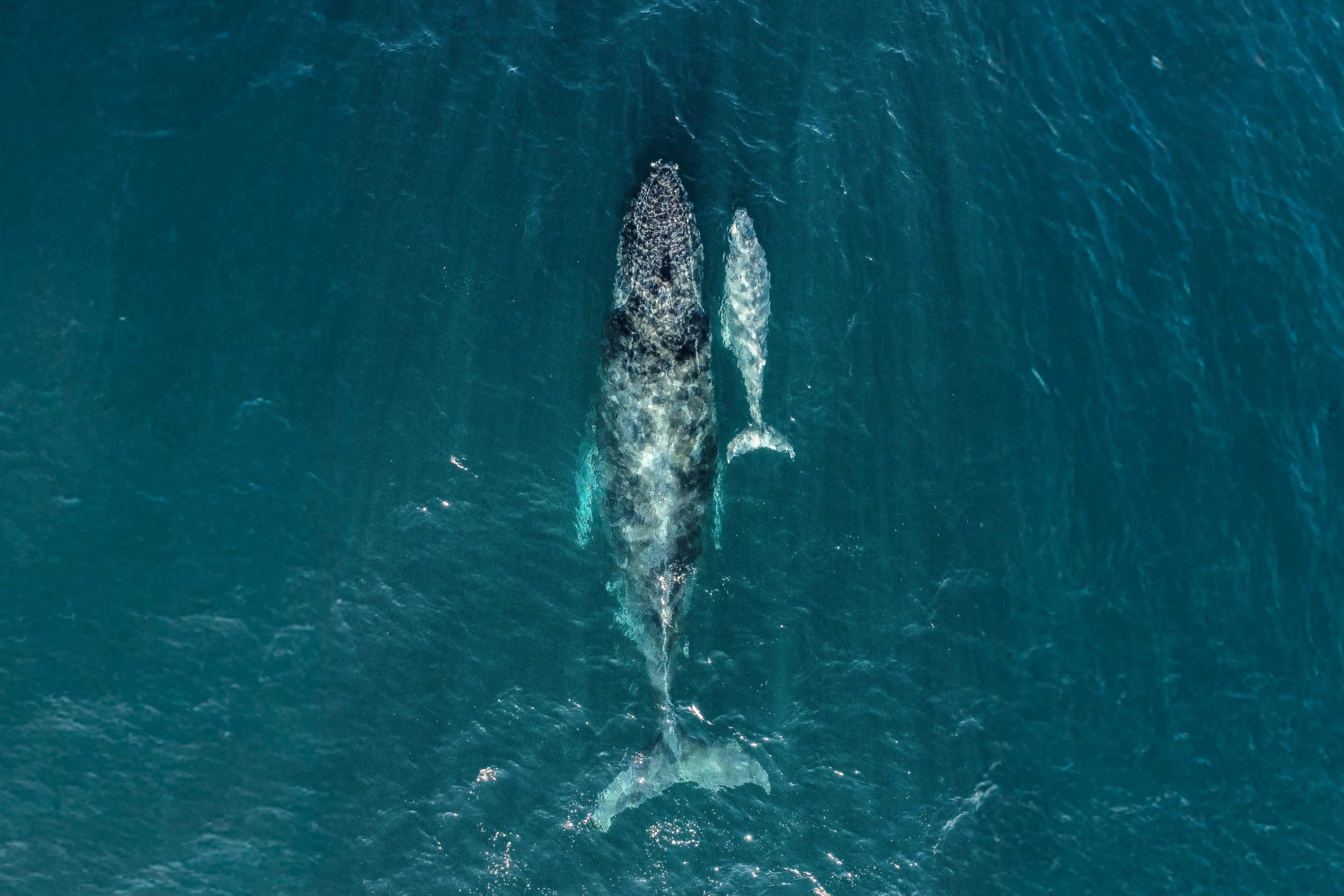 Whale Watching in Cabo San Lucas: A Complete Guide to Sightings Wild Canyon Adventures