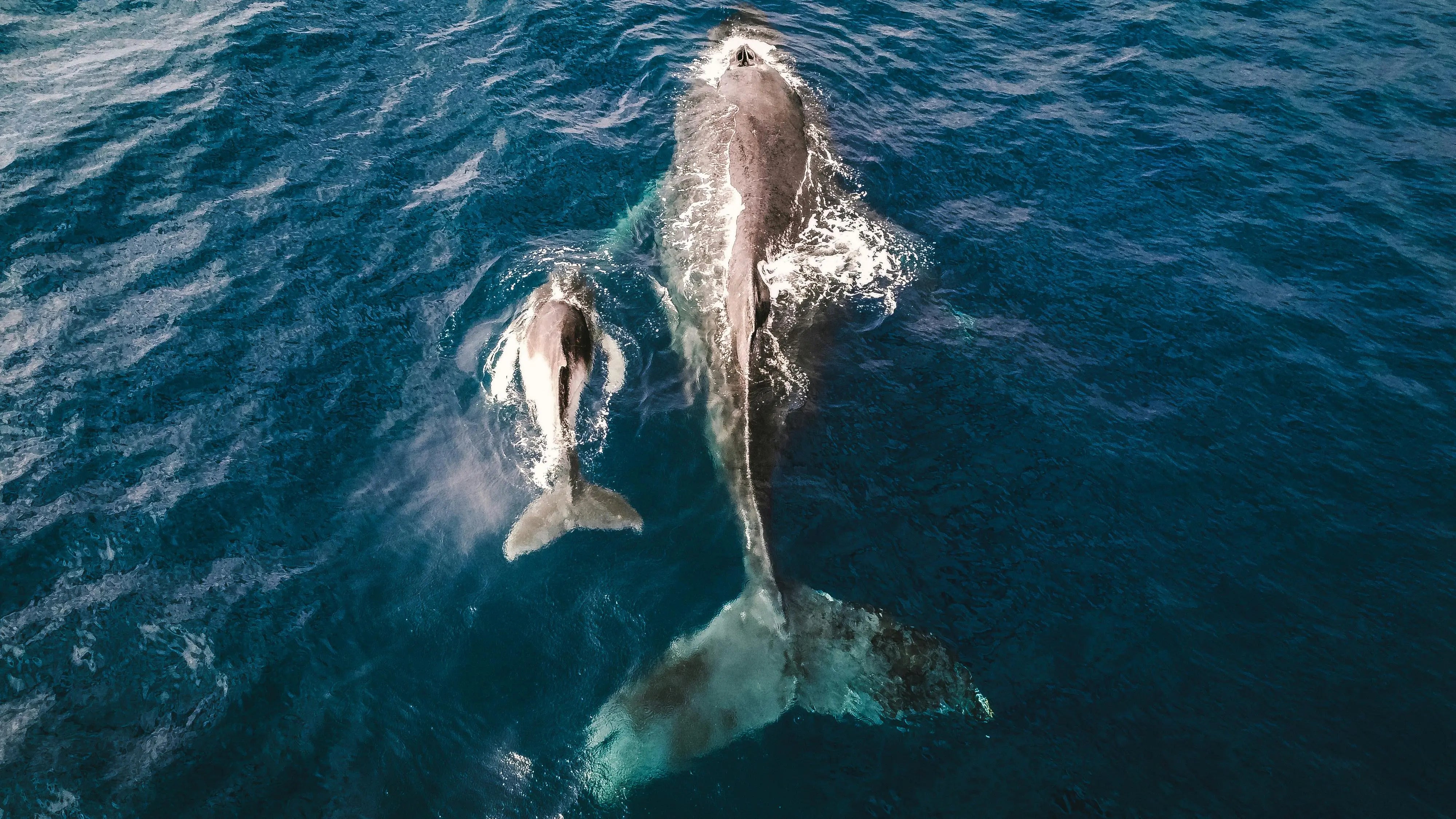 Whale Watching in Cabo: Why March Is Peak Season (And How to Book)