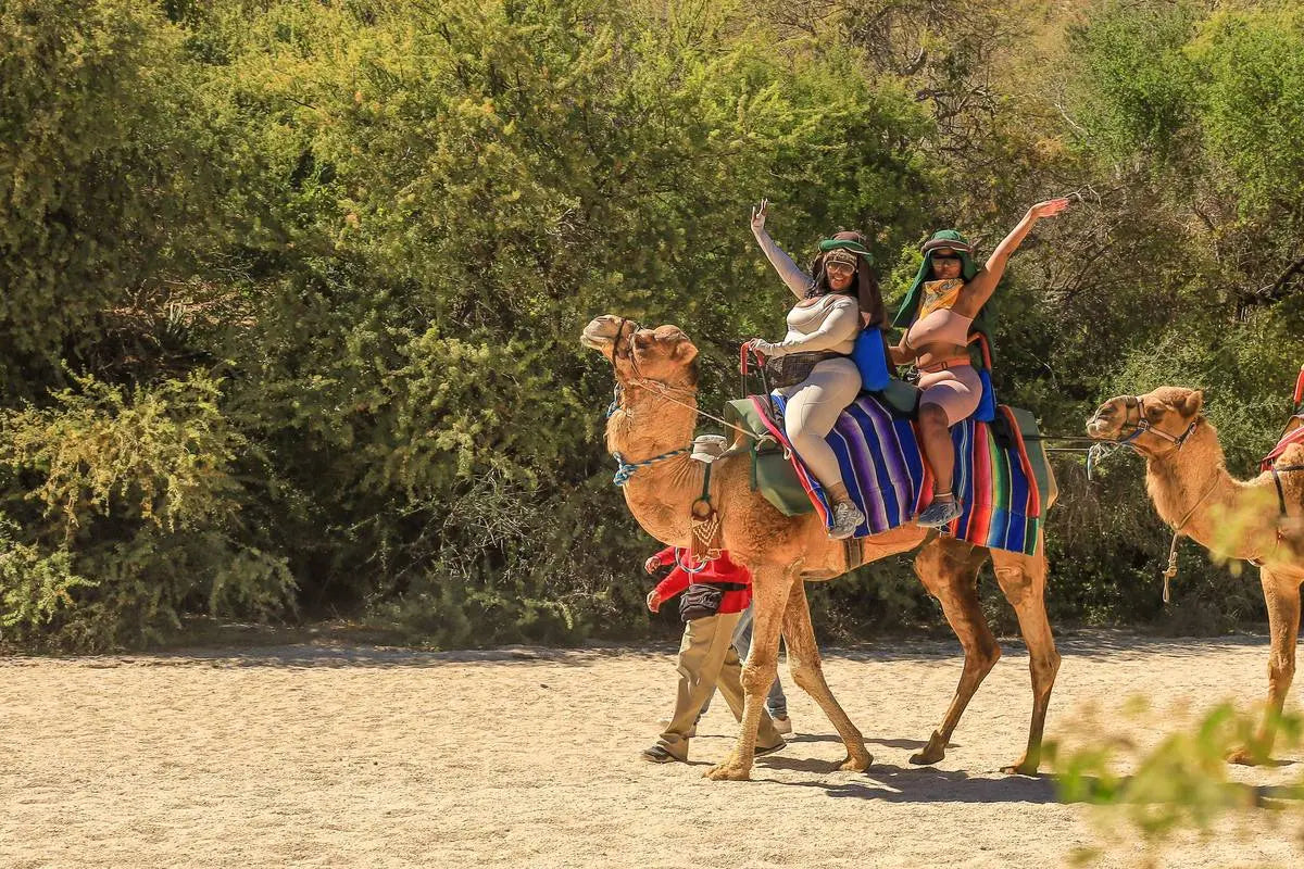 Camel Ride in Cabo San Lucas: What's Included at Wild Canyon