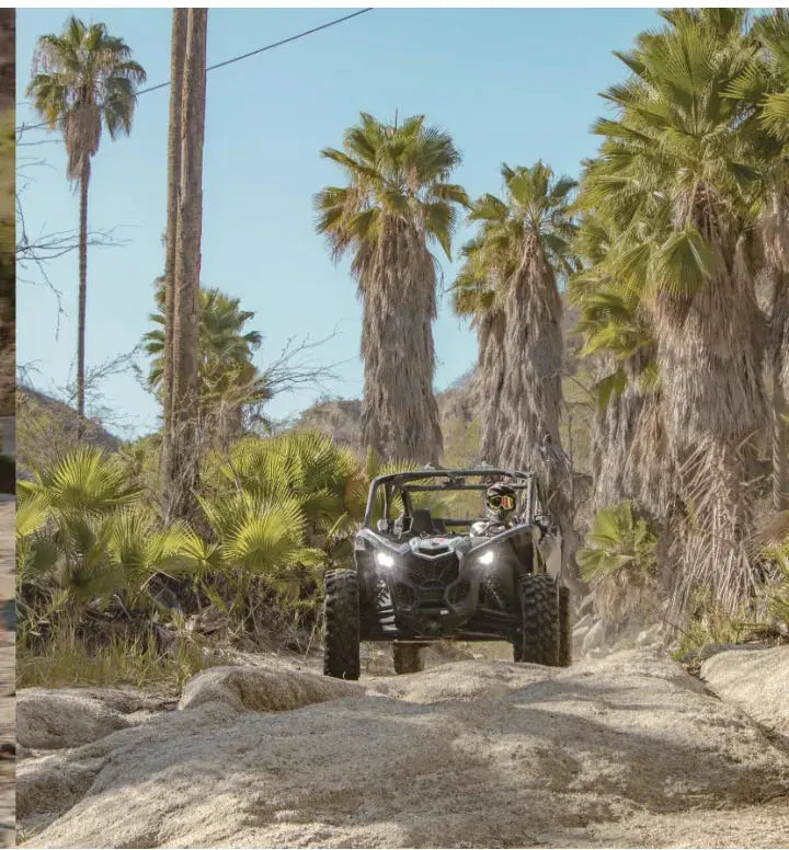 UTV driving through a palm grove on the Wild Canyon East Cape tour, Baja California Sur