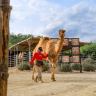 Woman walking with camel - Dual Experience