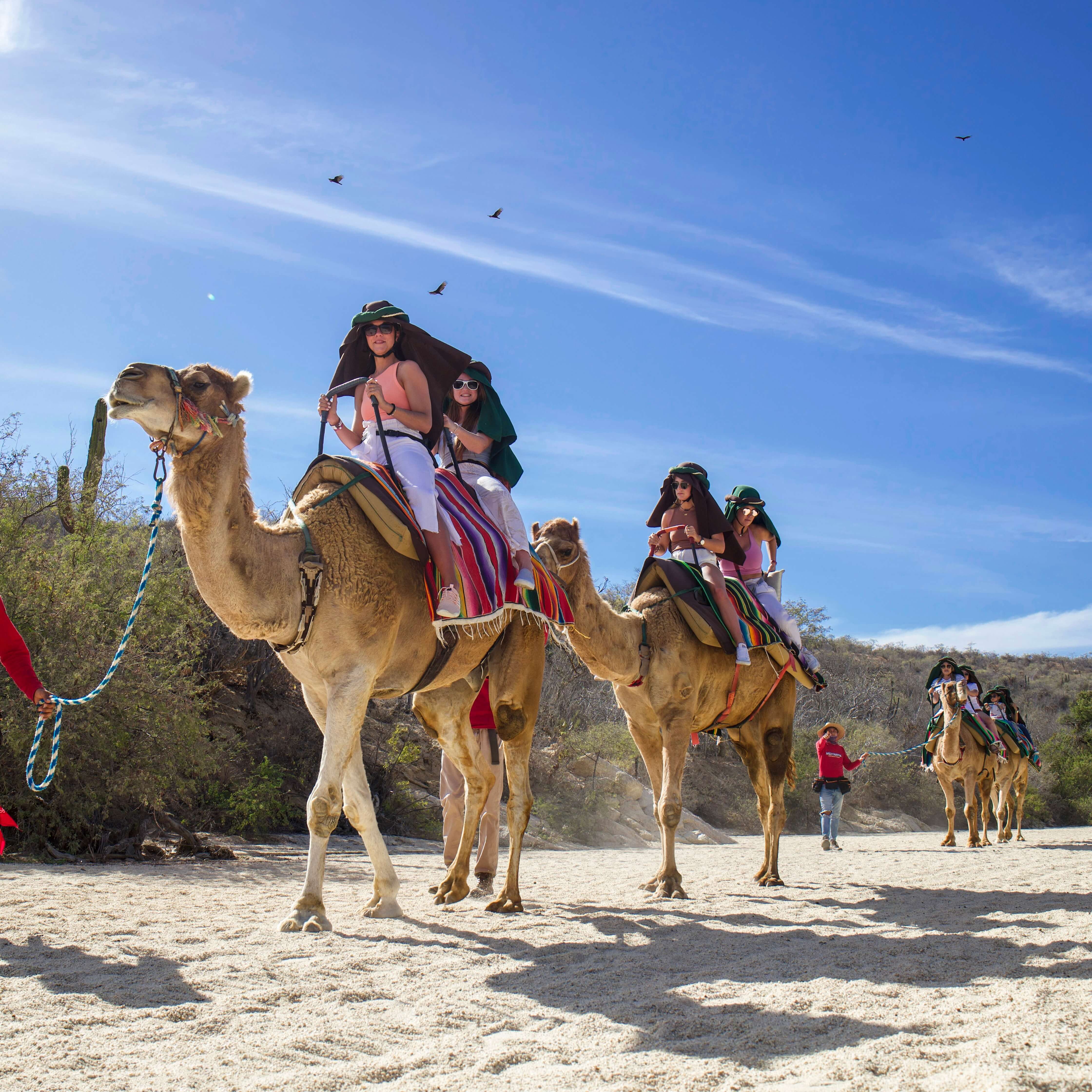 Group on Camel Ride - Ultimate Pass