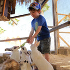 Boy feeding rabbits - Animal Sanctuary