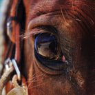 Horse's Eye - Horseback Ride