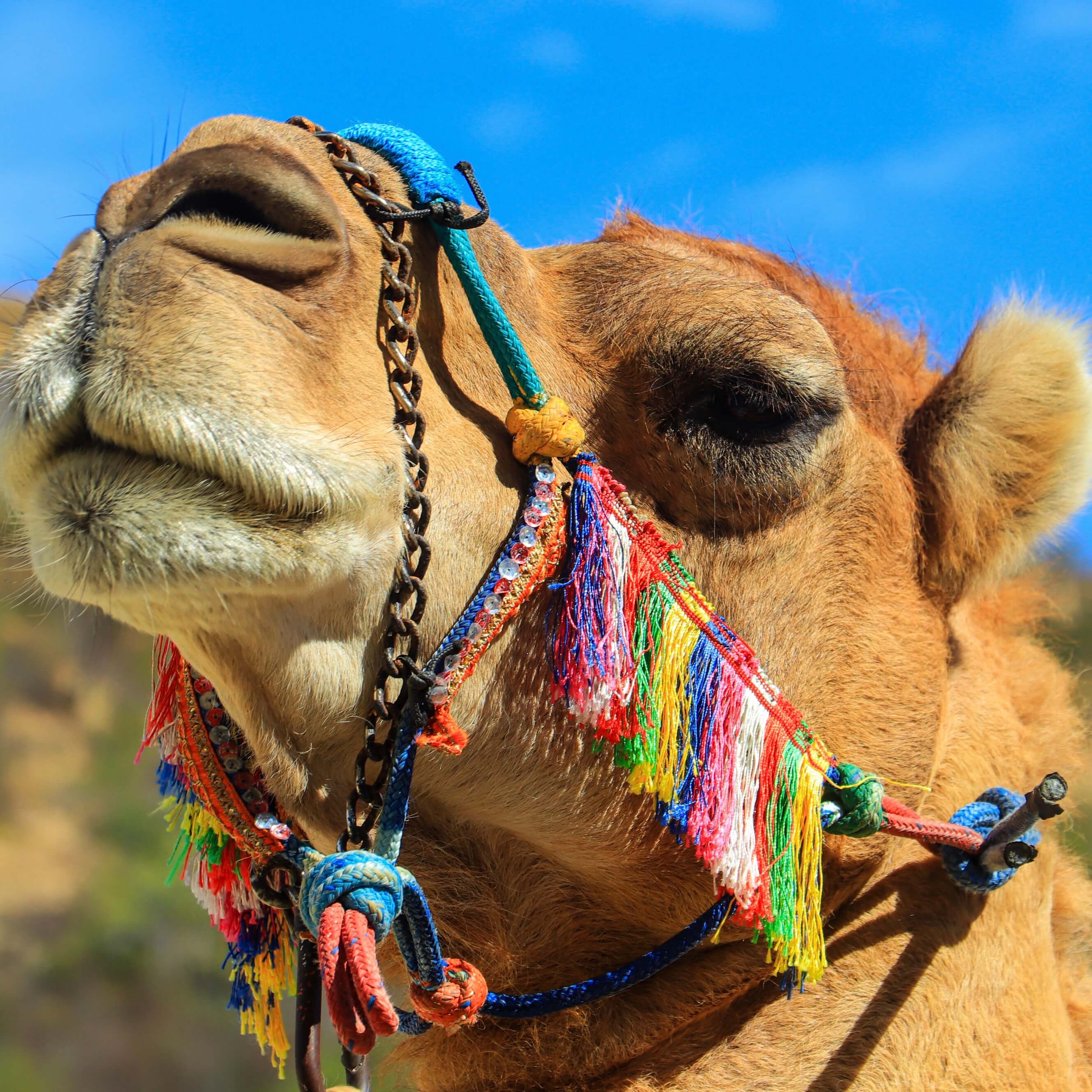 Camel - Camel Ride Cabo