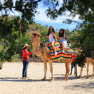 Family riding camels - Camel Ride Cabo