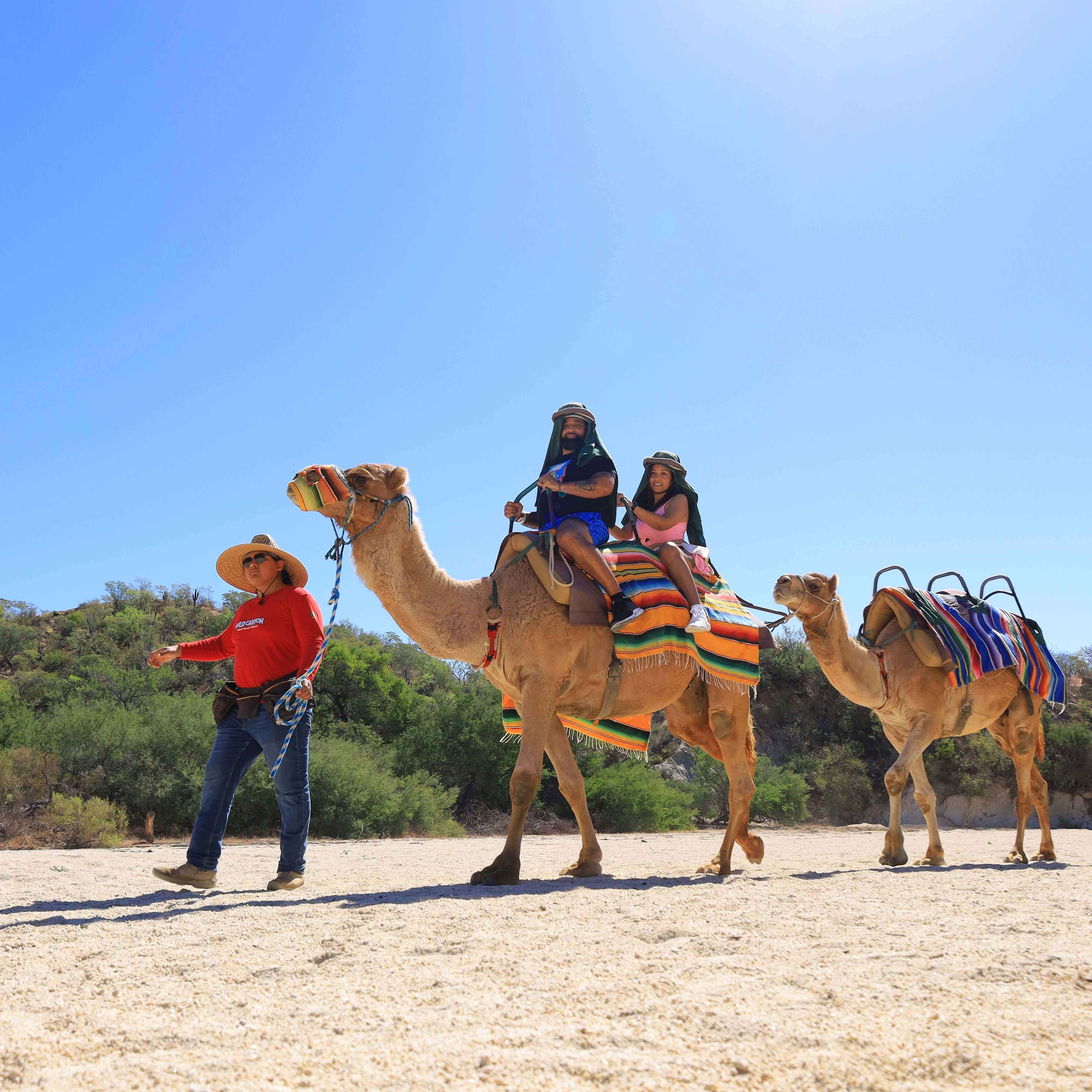 Family riding camels - Camel Ride Cabo