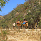 Family riding camels - Camel Ride Cabo