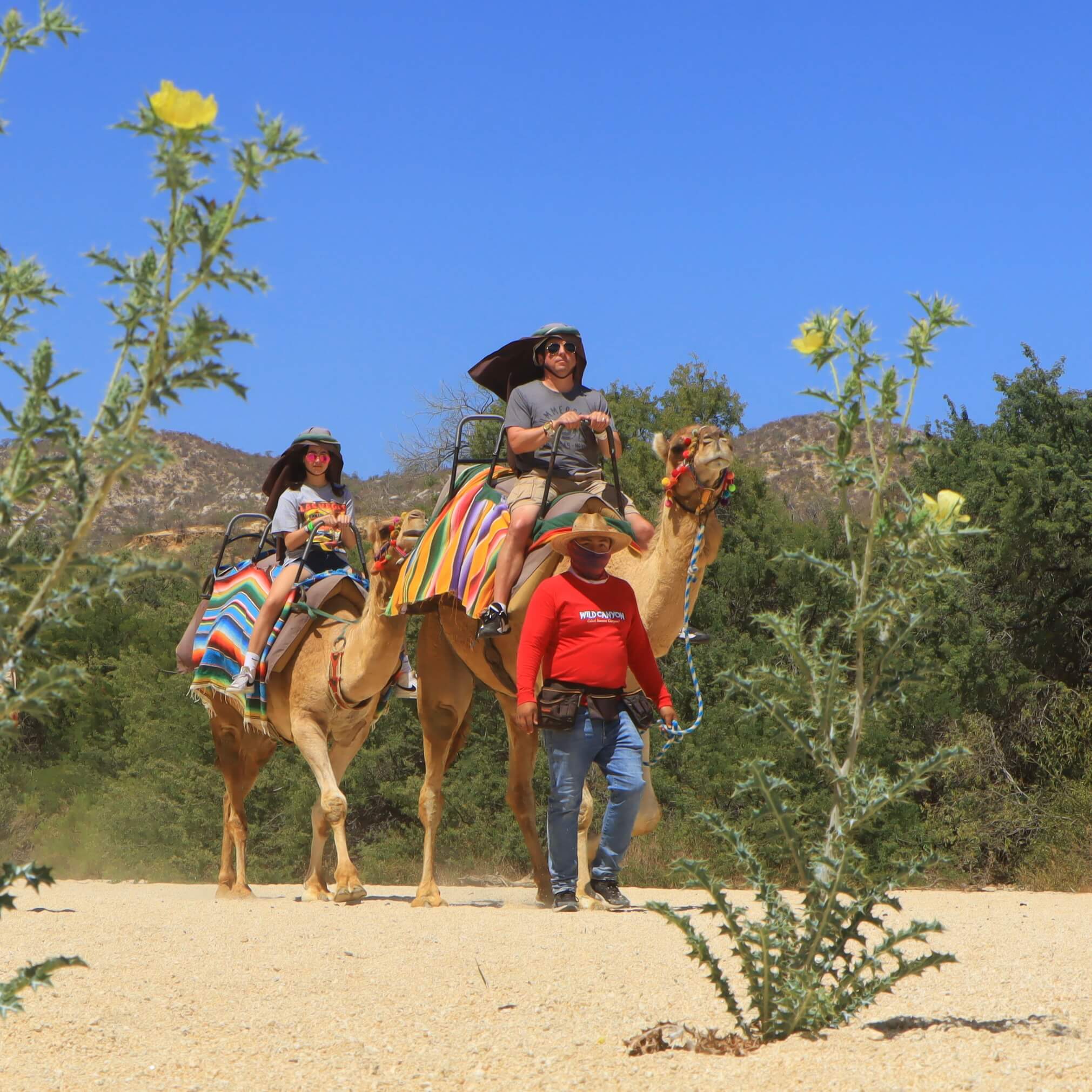 Family riding camels - Camel Ride Cabo