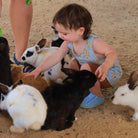 Toddler with bunnies - Animal Sanctuary