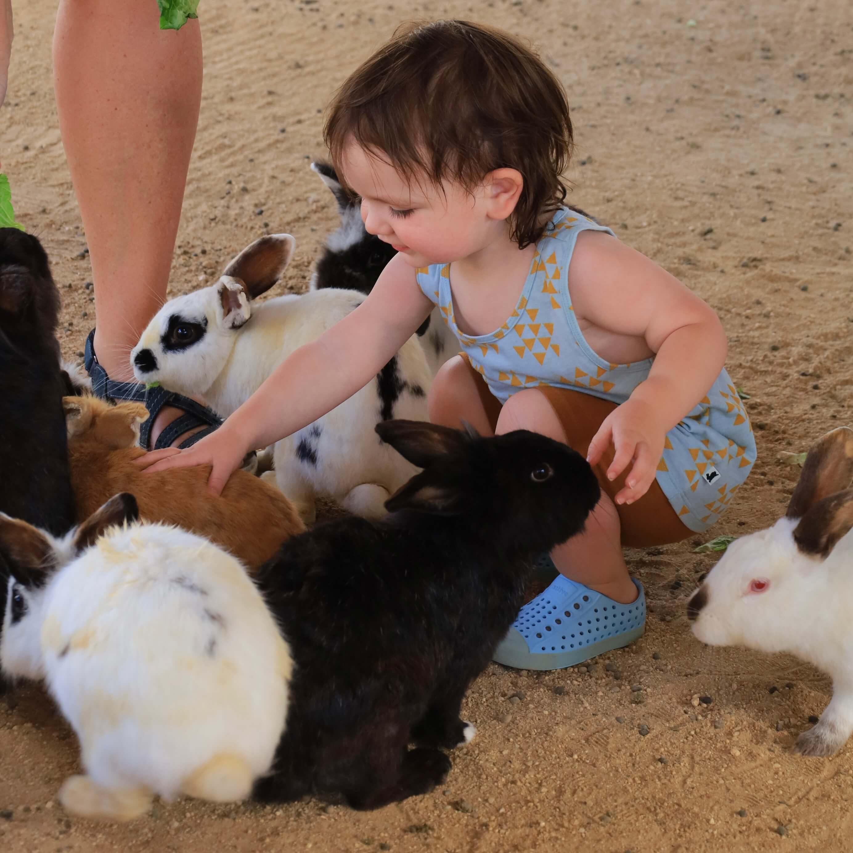 Toddler with bunnies - Animal Sanctuary