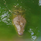 Crocodile - Animal Sanctuary