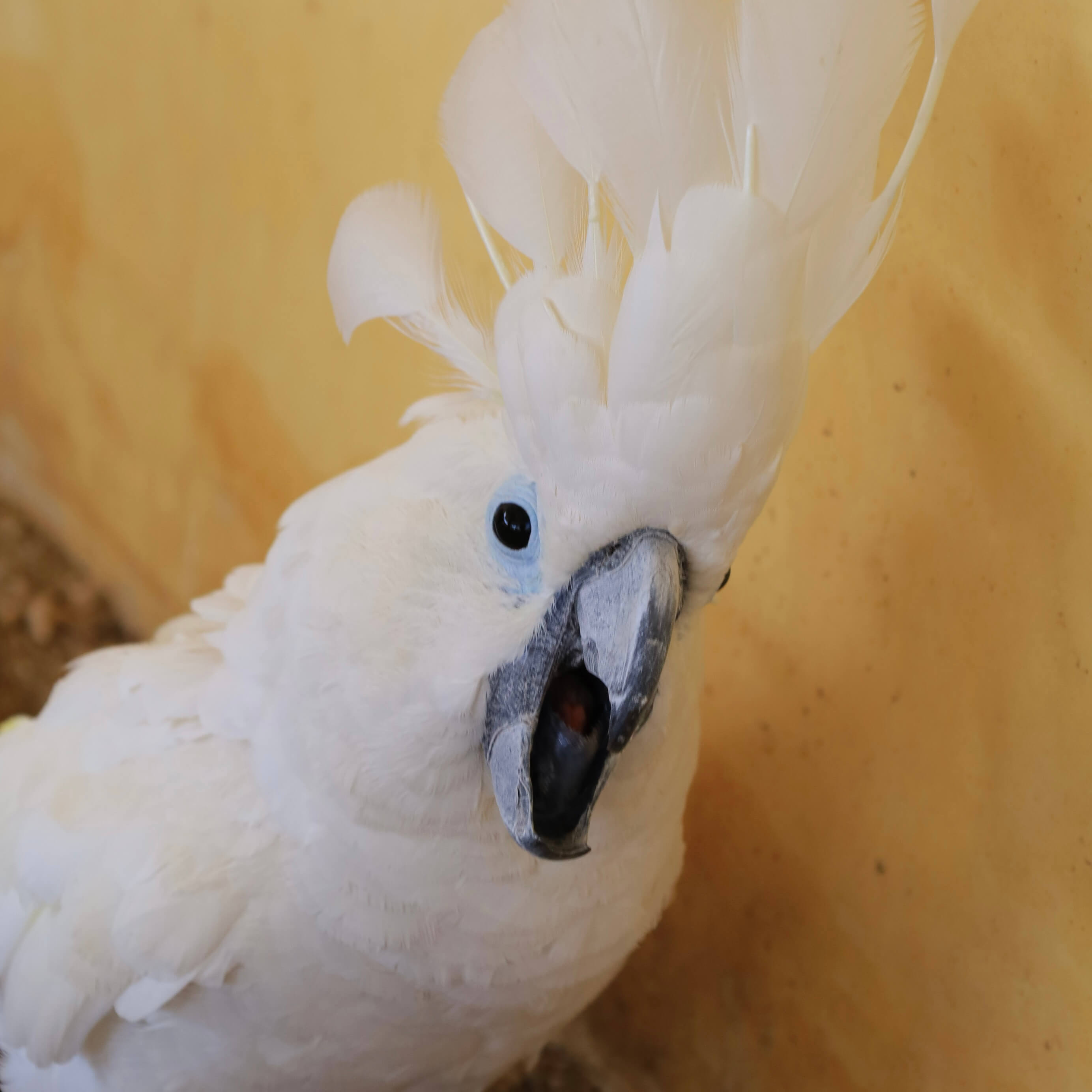 Funny cockatoo - Animal Sanctuary