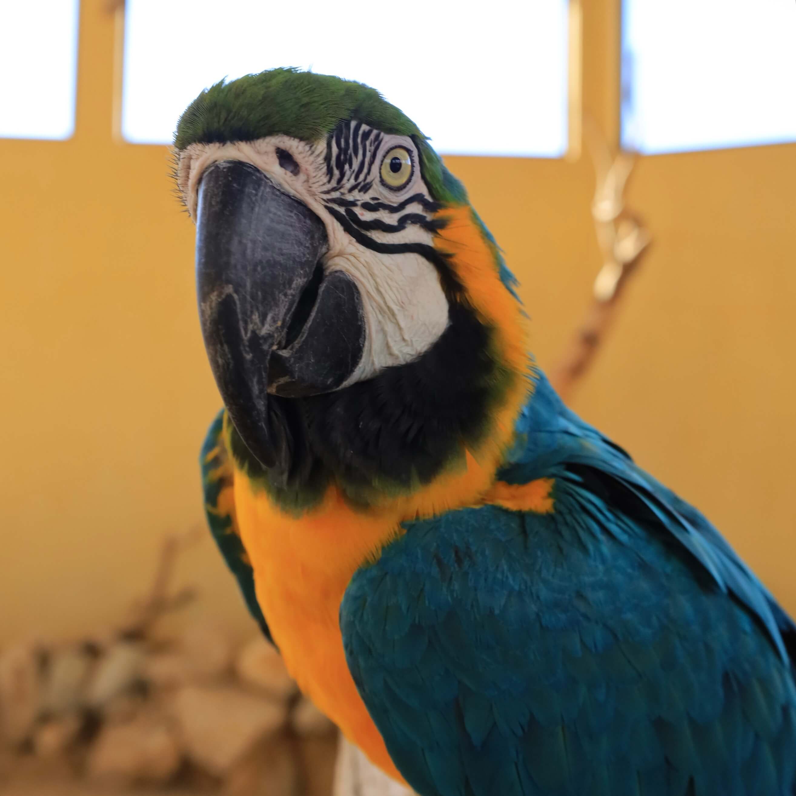 Blue and Yellow Parrot- Animal Sanctuary