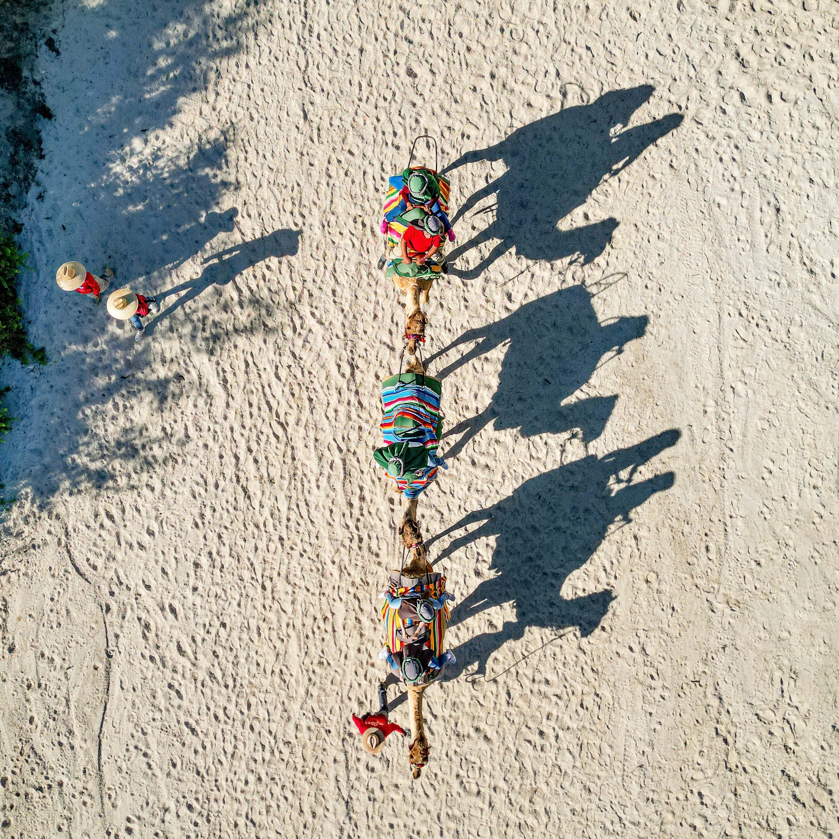 Drone shot of camels - Camel Ride Cabo