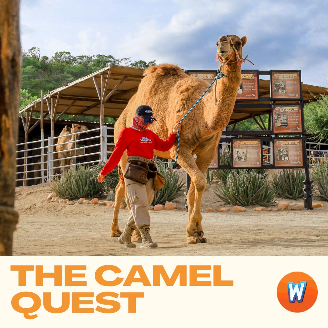 Camel Ride Safari Promo Banner