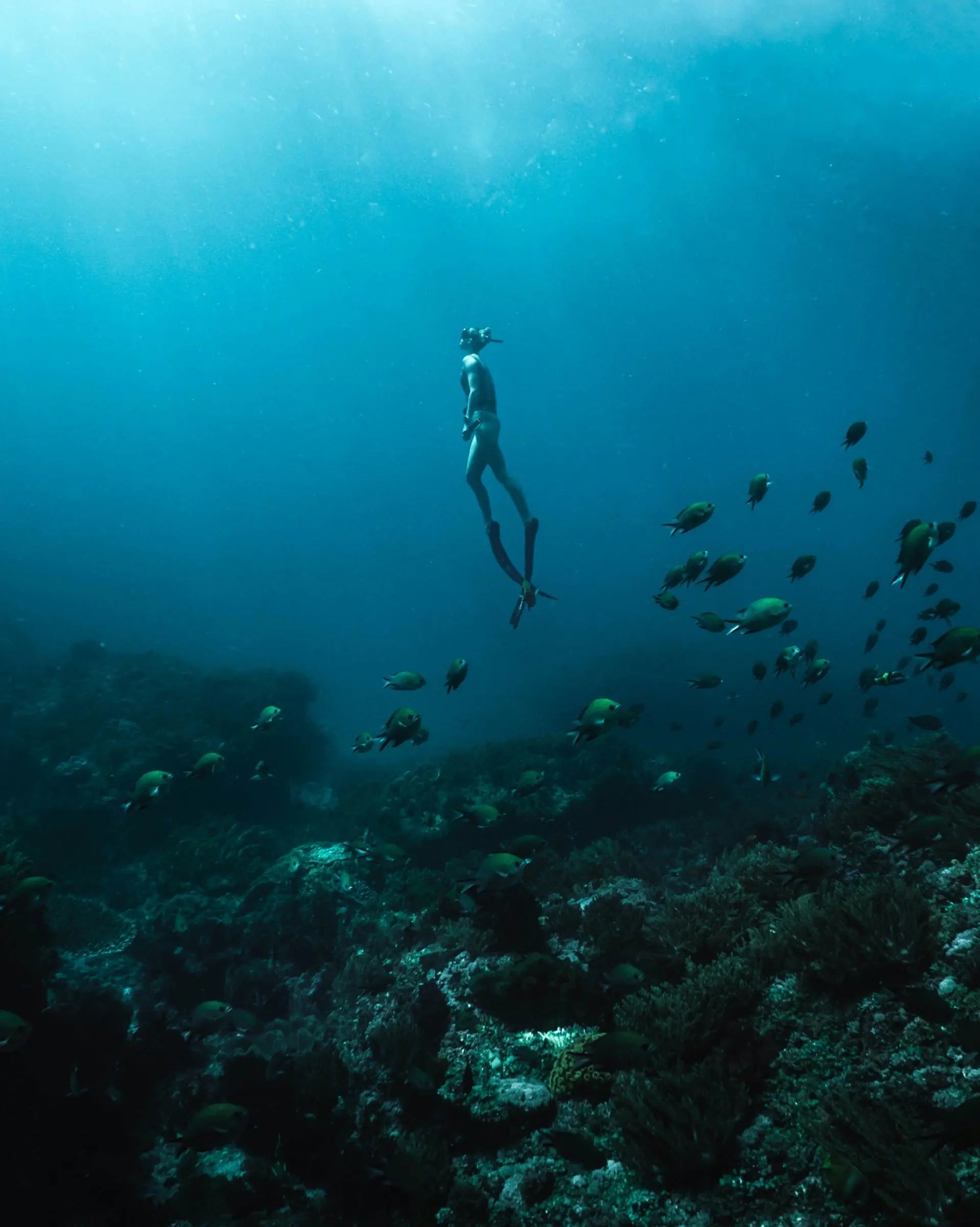 Freediver descending toward a sunlit coral reef on a Pelican Cabo freediving expedition