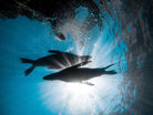 Sea lions swimming through sunlit water in the Sea of Cortez