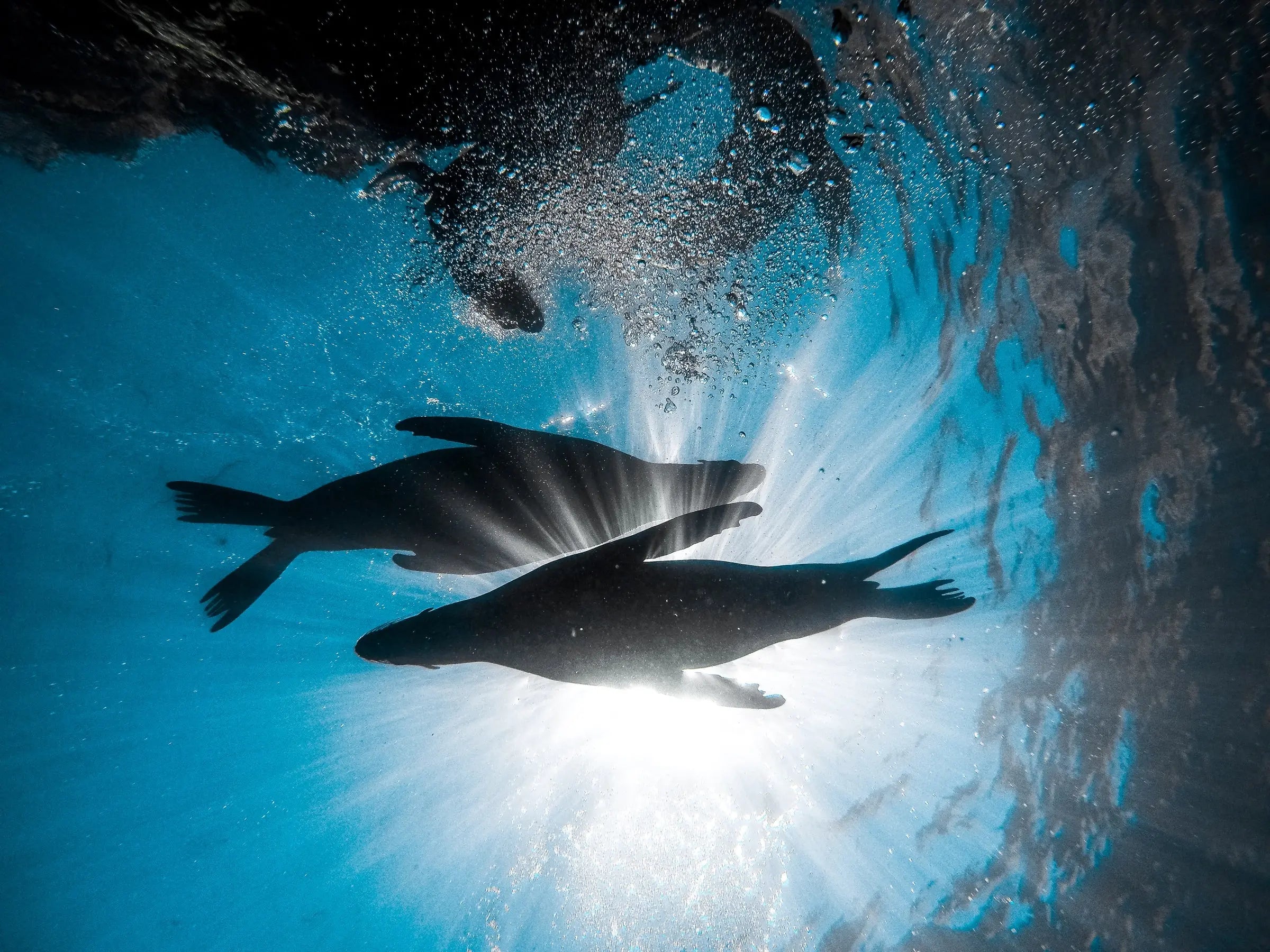 Sea lions swimming through sunlit water in the Sea of Cortez