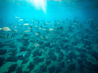School of mobula rays gliding underwater on a pelagic snorkel expedition from San José del Cabo