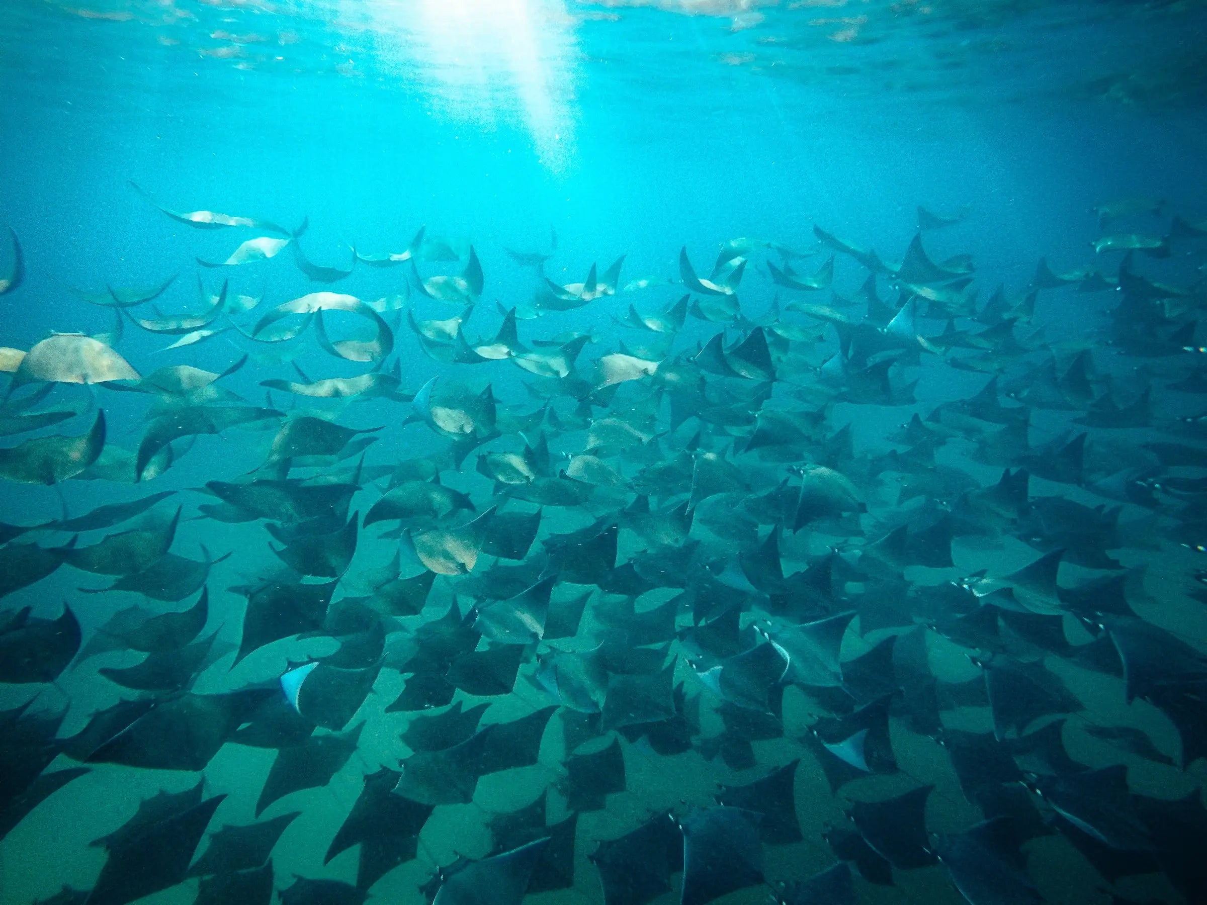 School of mobula rays gliding underwater on a pelagic snorkel expedition from San José del Cabo
