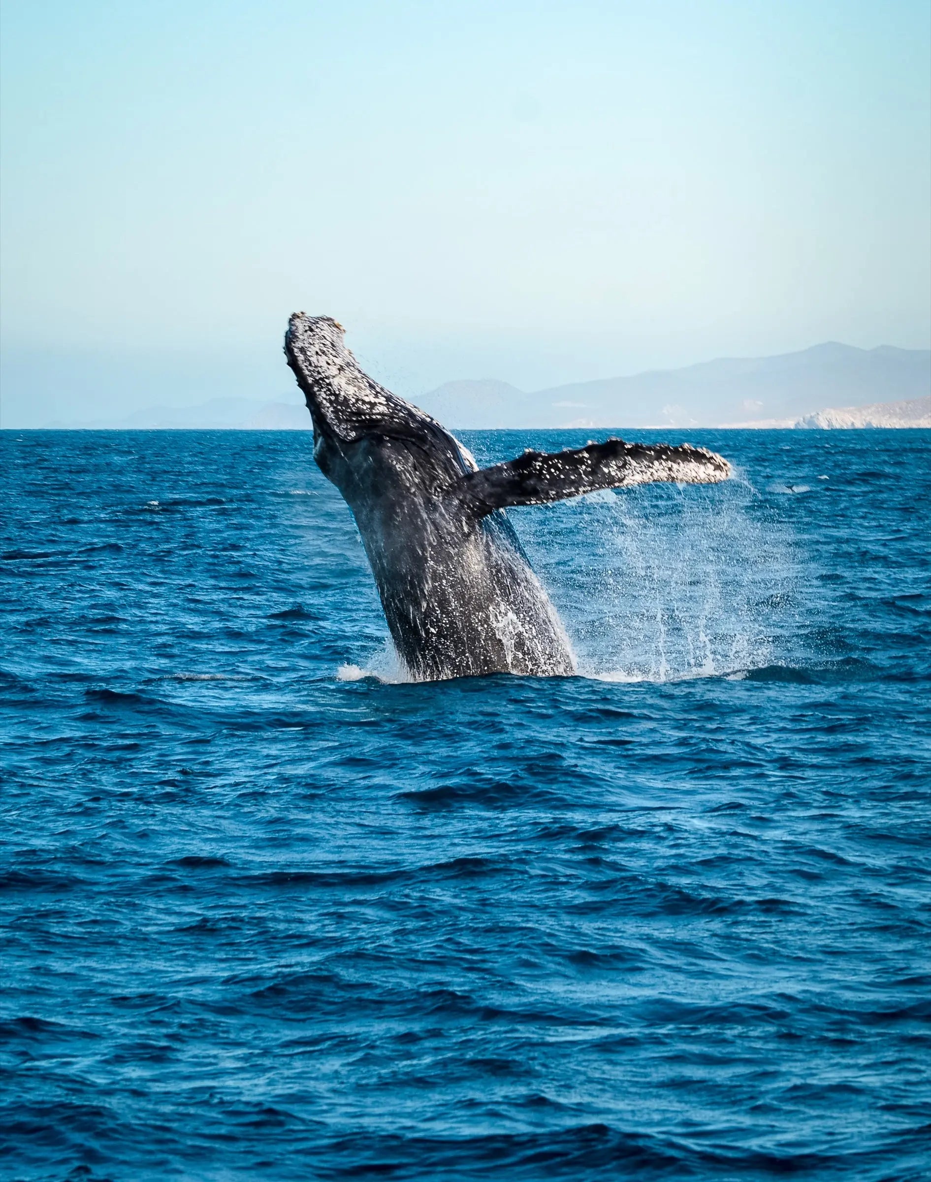 Humpback whale breaching off Cabo San Lucas during a Pelican Cabo whale watching expedition