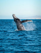 Humpback whale breaching in the Sea of Cortez during a whale watching expedition from San José del Cabo
